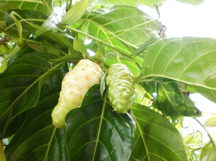 Noni fruit Morinda citrifolia.JPG - Morinda citrifolia:  Noni fruit